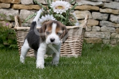 Beagle
