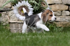 Beagle