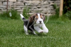 Beagle