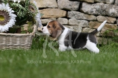 Beagle