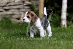 Beagle