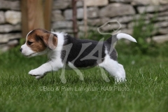 Beagle