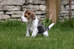 Beagle