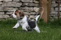Beagle