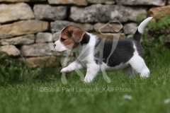 Beagle