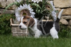 Beagle