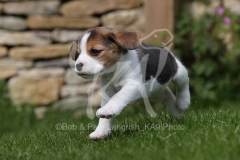 Beagle