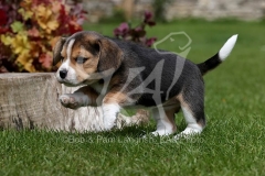 Beagle
