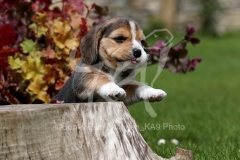 Beagle