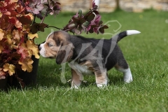 Beagle