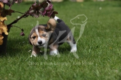 Beagle