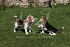 Beagle