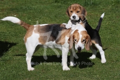 Beagle