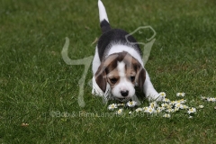 Beagle