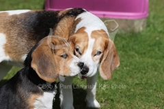 Beagle