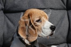 Beagle