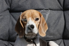 Beagle