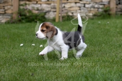 Beagle