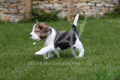 Beagle