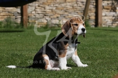 Beagle