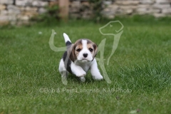 Beagle
