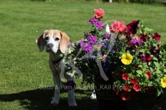 Beagle