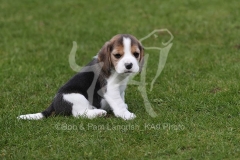 Beagle