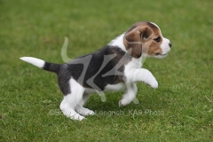 Beagle