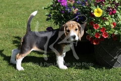 Beagle