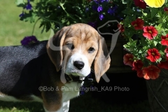 Beagle