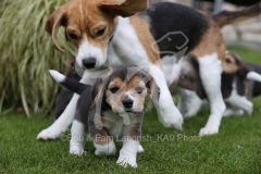 Beagle