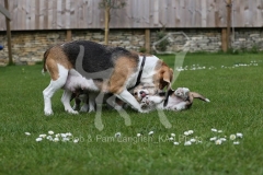 Beagle