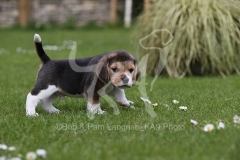 Beagle