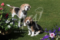 Beagle
