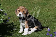 Beagle