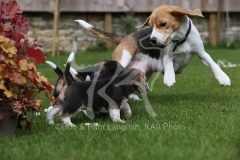 Beagle