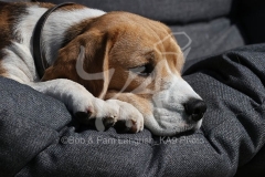 Beagle