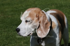 Beagle