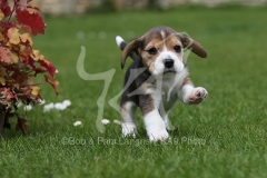 Beagle