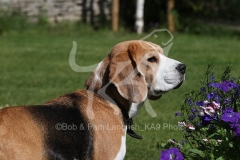 Beagle