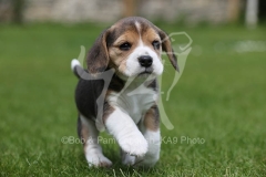 Beagle