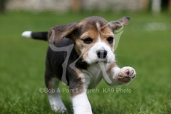 Beagle