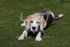 Beagle