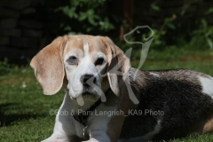 Beagle