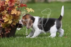 Beagle