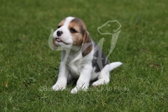 Beagle