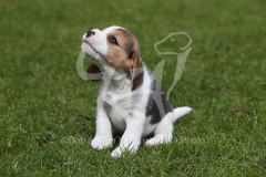 Beagle