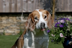 Beagle