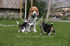 Beagle