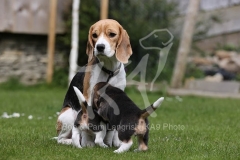 Beagle